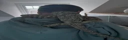 Skink reptiles for sale: Prehensile tailed skink - Advert 2