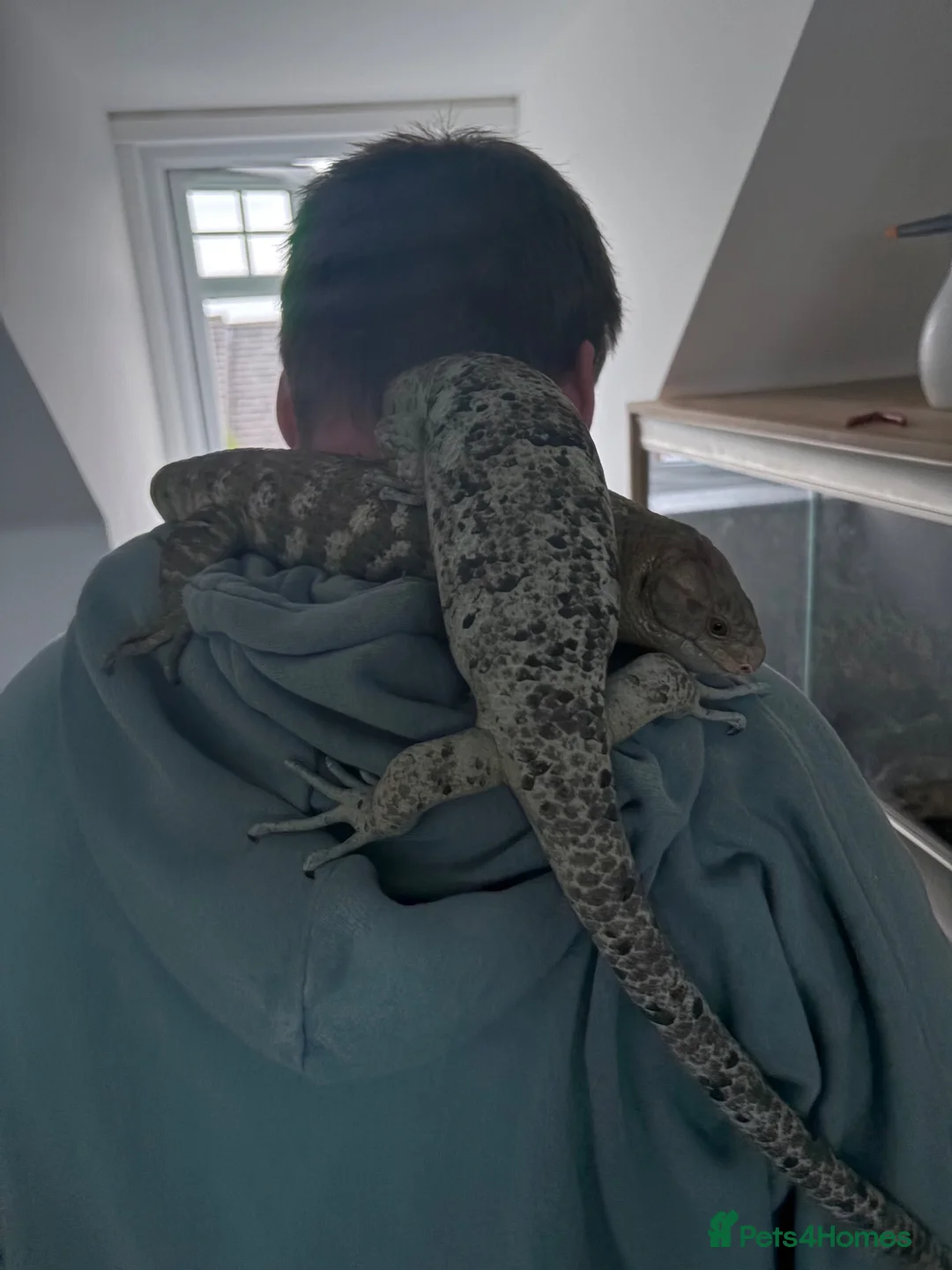 Skink reptiles for sale: Prehensile tailed skink - Advert 2