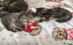 Mixed Breed cats for sale: Sweet Little Kittens Searching for Forever Home - Image 3