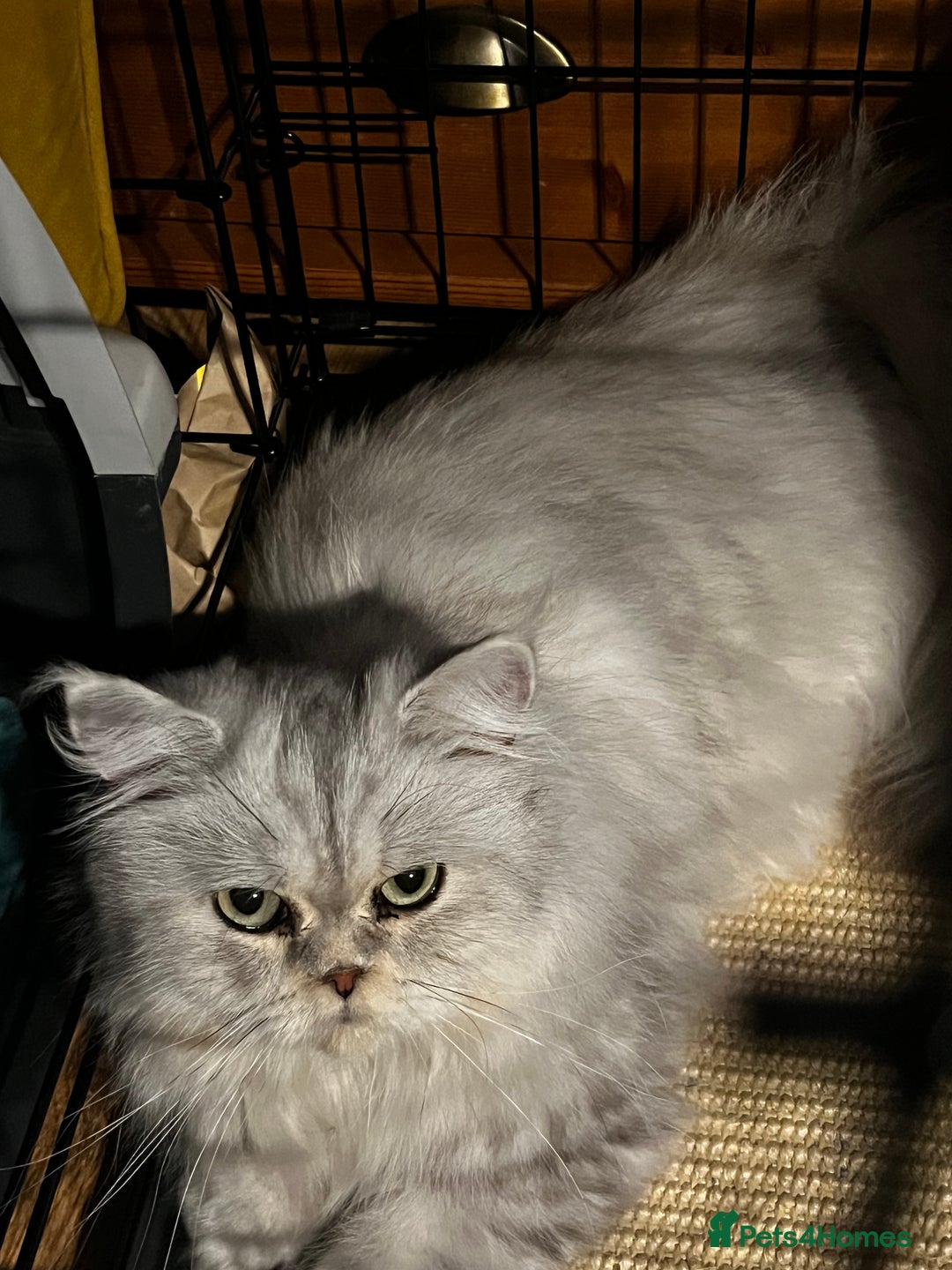 Scottish Fold cats for sale: Scottish Straight  - Image 4