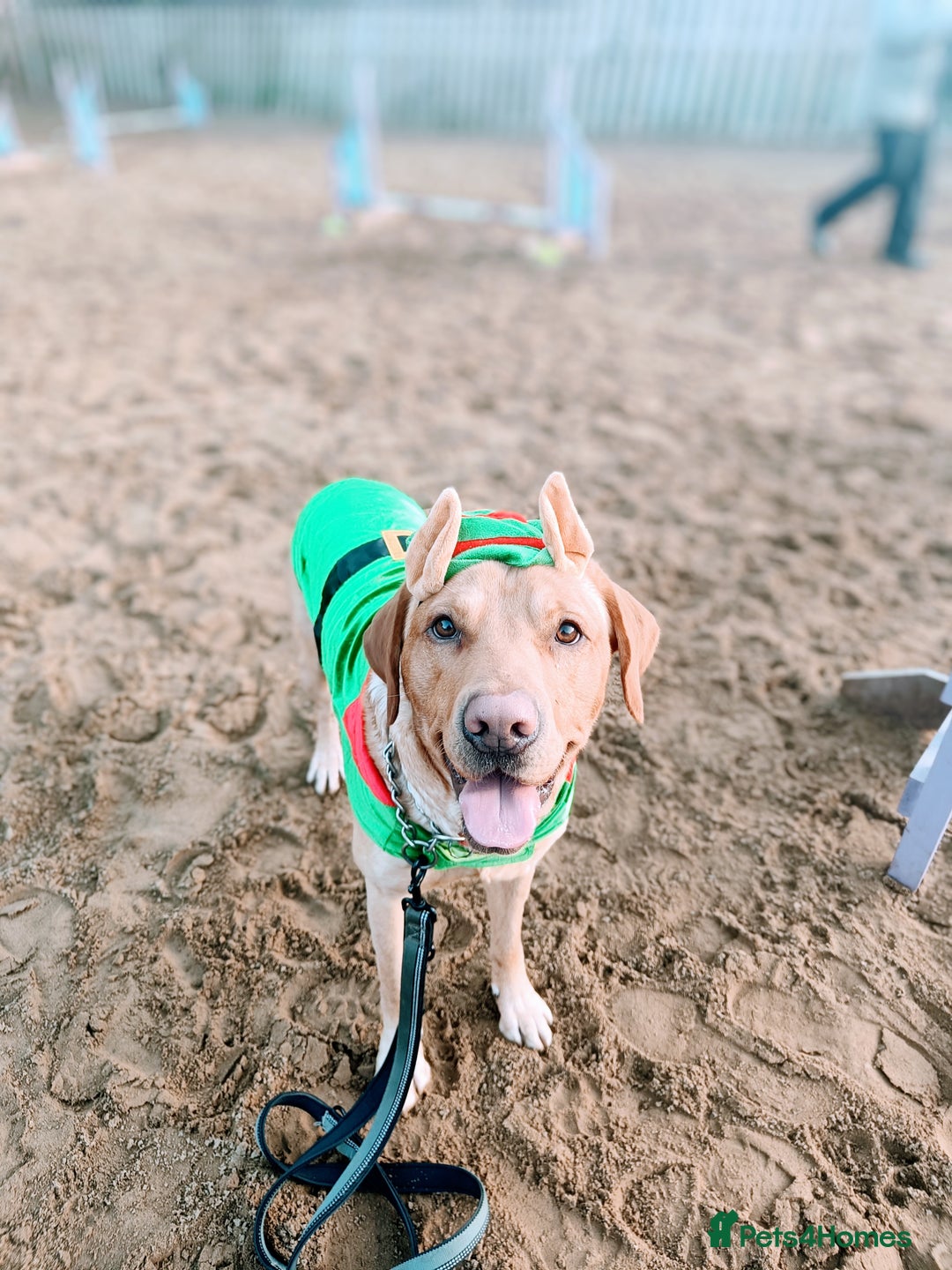 Labrador Retriever dogs for sale: Quality KC reg labs (ideal assistance/therapy dog) - Image 14