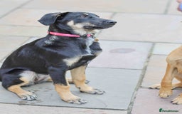 Mixed Breed dogs for adoption: Sweet Stella - reserved - Advert 13