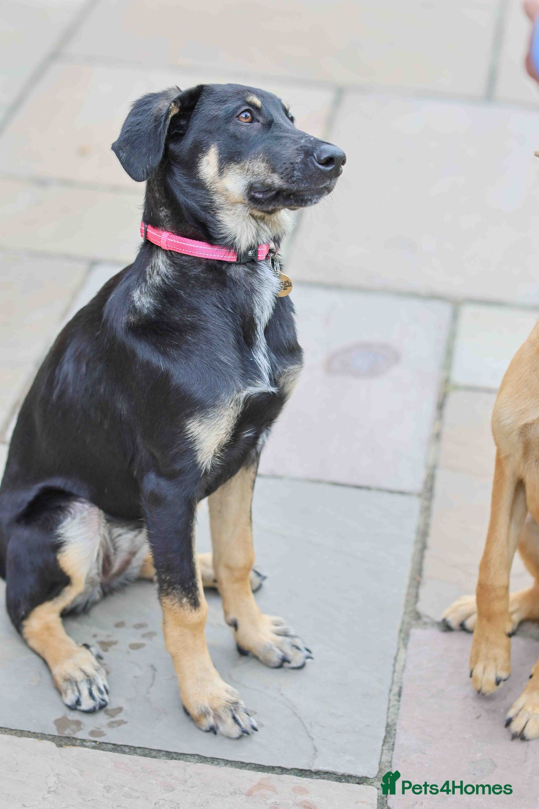 Mixed Breed dogs for adoption: Sweet Stella - reserved - Advert 13
