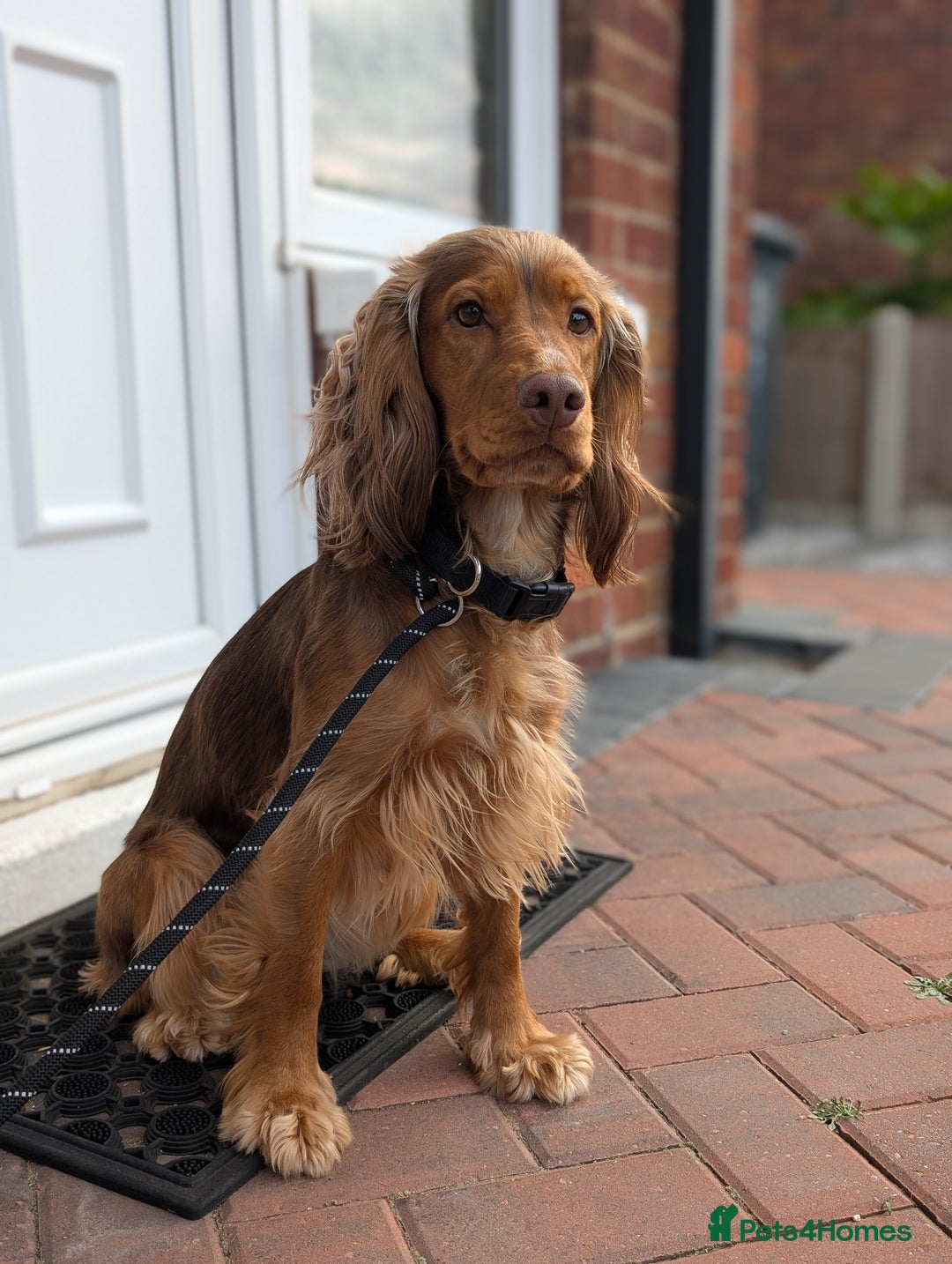 Cocker Spaniel dogs for sale: Kc Reg - Working Cocker Spaniel Puppies DNA Tested - Advert 13