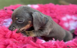 Miniature Dachshund dogs for sale: Miniature dachshunds  - Image 9