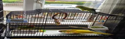 Parakeets birds for sale: 3 Kakarki parrots  in Durham - Advert 9
