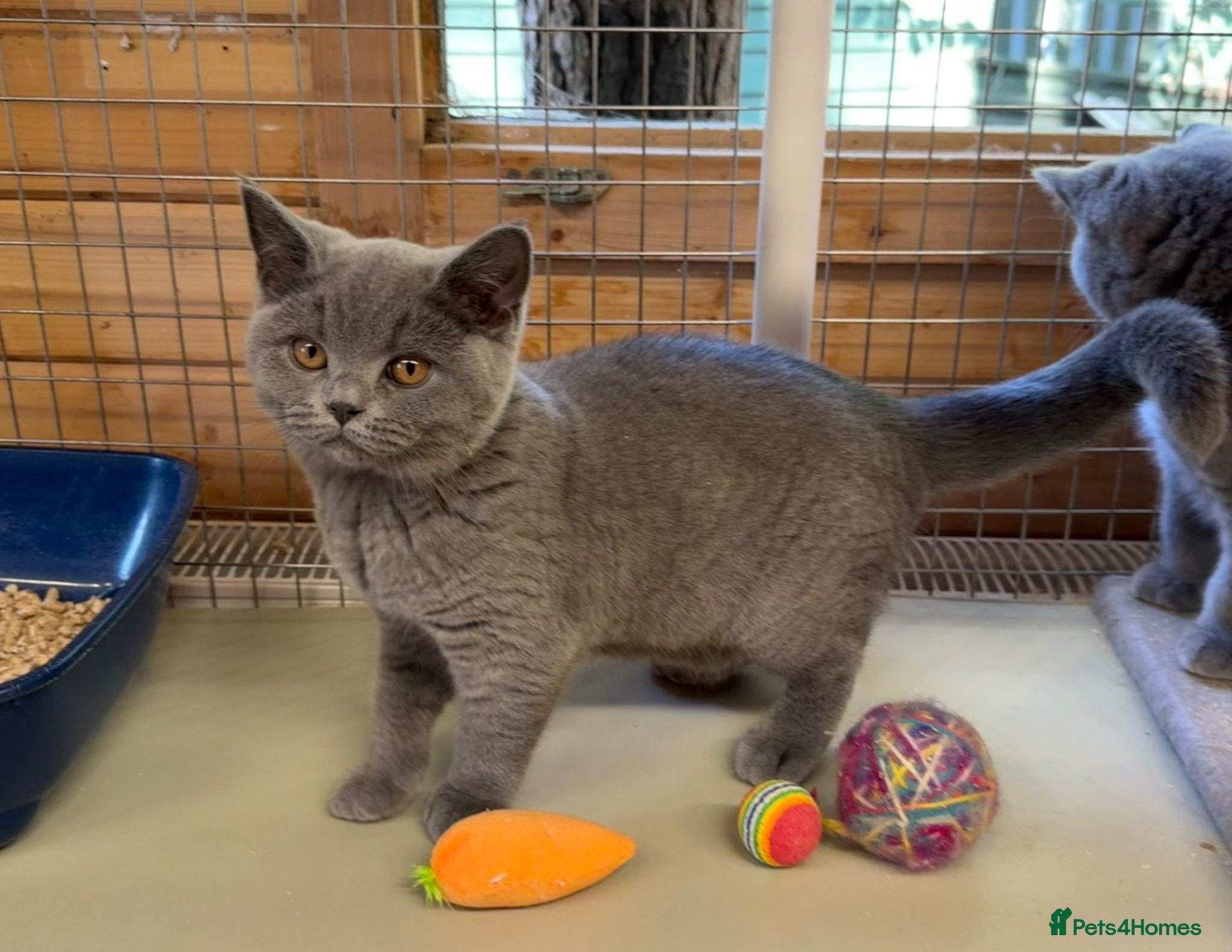 British Shorthair cats Blue BSH kittens (Ready to leave) - Advert 1