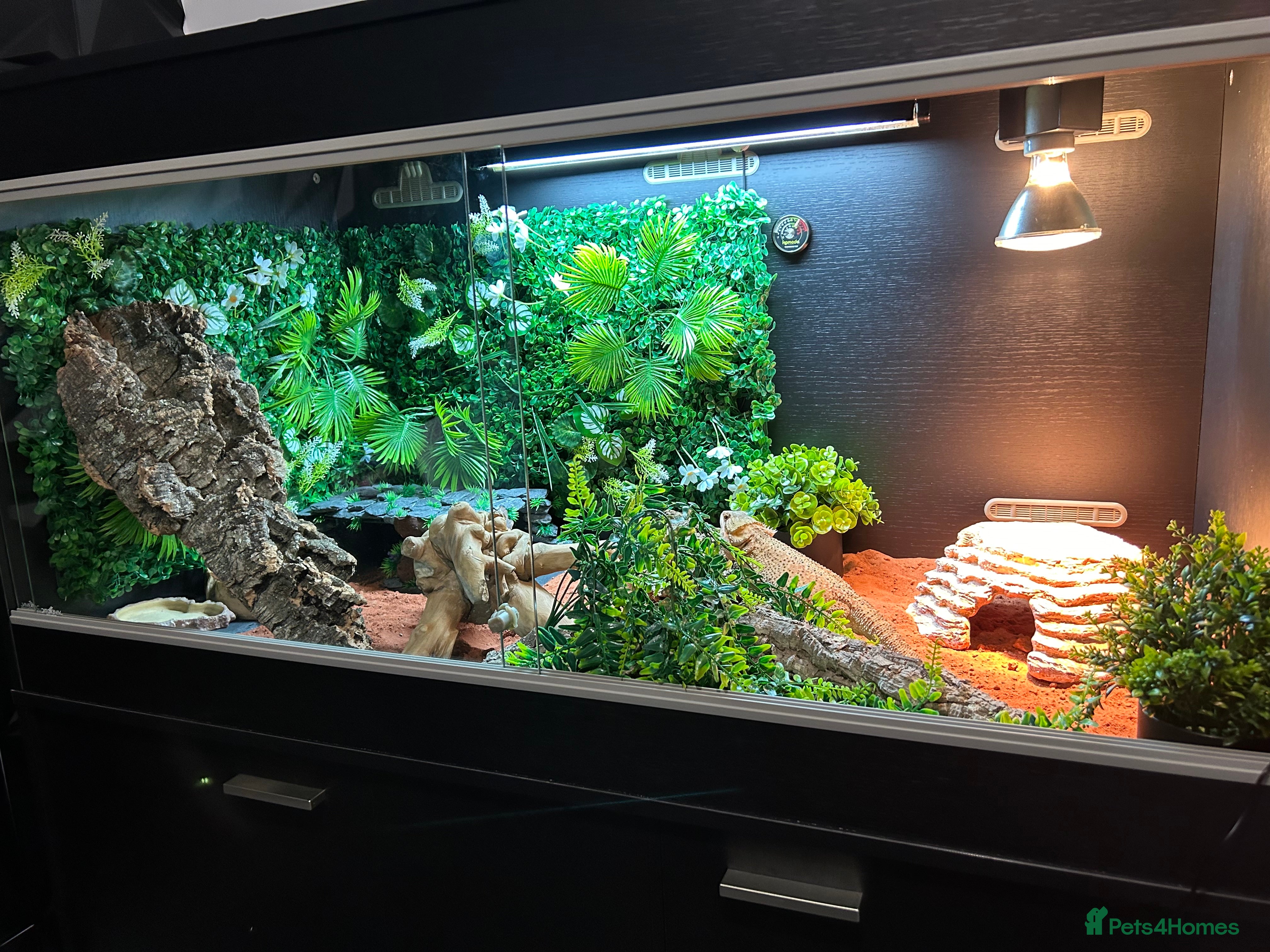 Bearded Dragon reptiles Bearded Dragon and full set up  - Advert 2