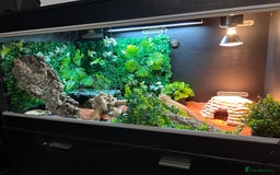 Bearded Dragon reptiles for sale: Bearded Dragon and full set up  - Image 1