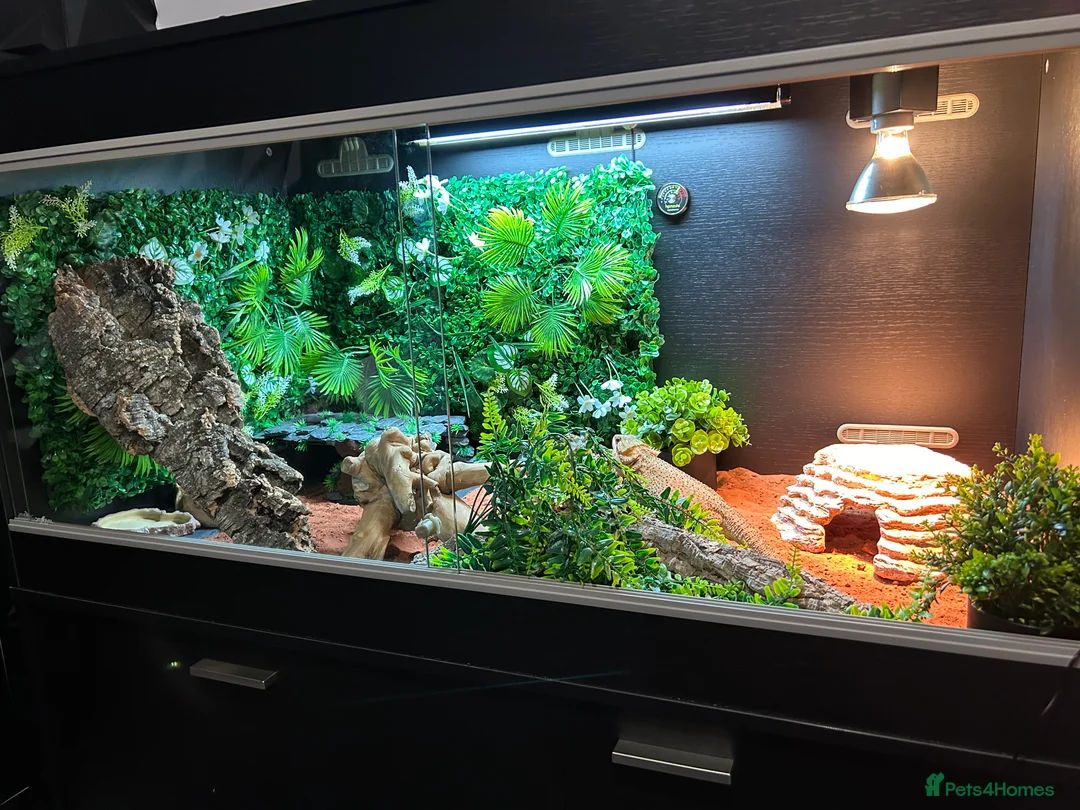 Bearded Dragon reptiles for sale: Bearded Dragon and full set up  - Advert 1