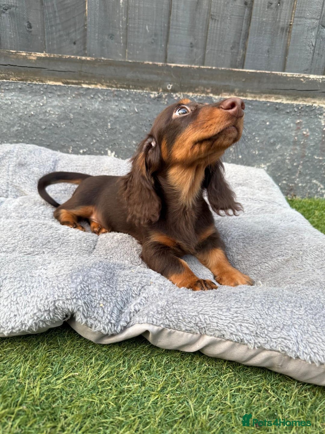 Miniature Dachshund dogs for sale: Last handsome long haired boy left ready now ! - Image 15