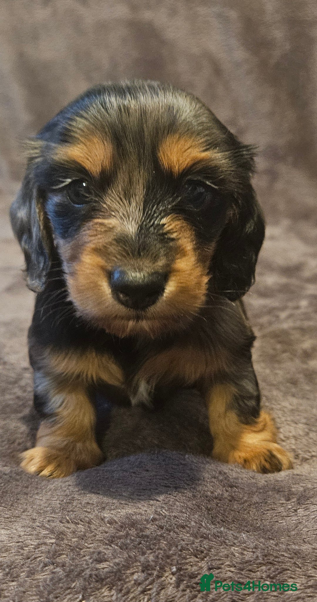 Miniature Dachshund dogs for sale: 3 adorable long hair miniature dachshund boys - Advert 7