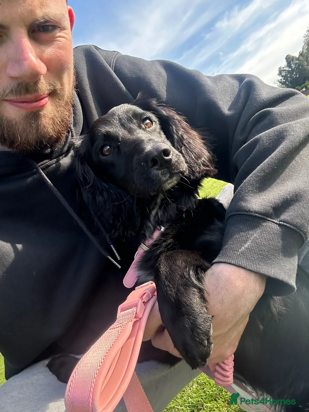 Cockapoo dogs for sale: Cockapoo, 8 month in Farnborough - Advert 6