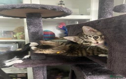 Ragcoon cats for sale: 2 Male kittens looking for forever homes  - Image 4