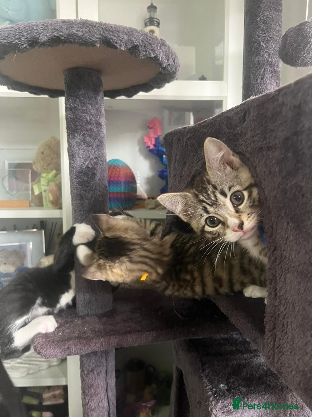 Ragcoon cats for sale: 2 Male kittens looking for forever homes  - Image 4
