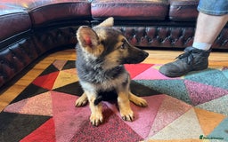 German Shepherd dogs for sale: German shepherd puppies 2 girls 1 male - Image 11