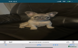 French Bulldog dogs for sale: Fluffy french bulldogs  - Image 1