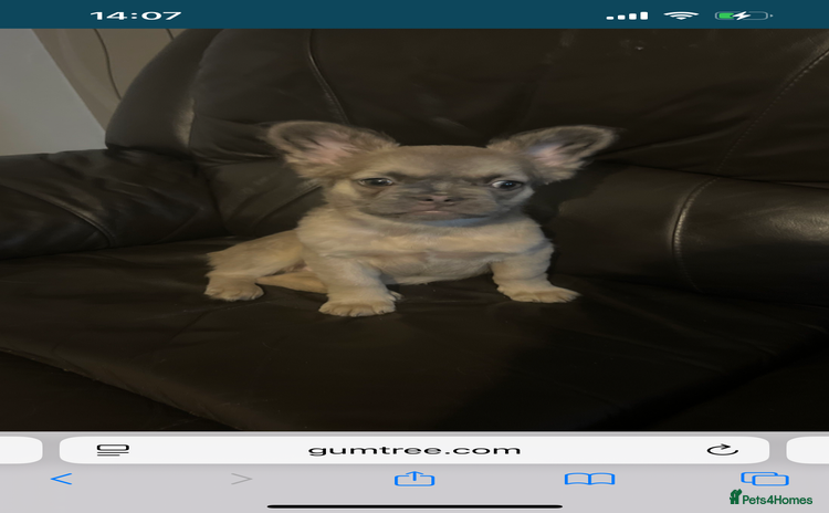 French Bulldog dogs - Advert 7