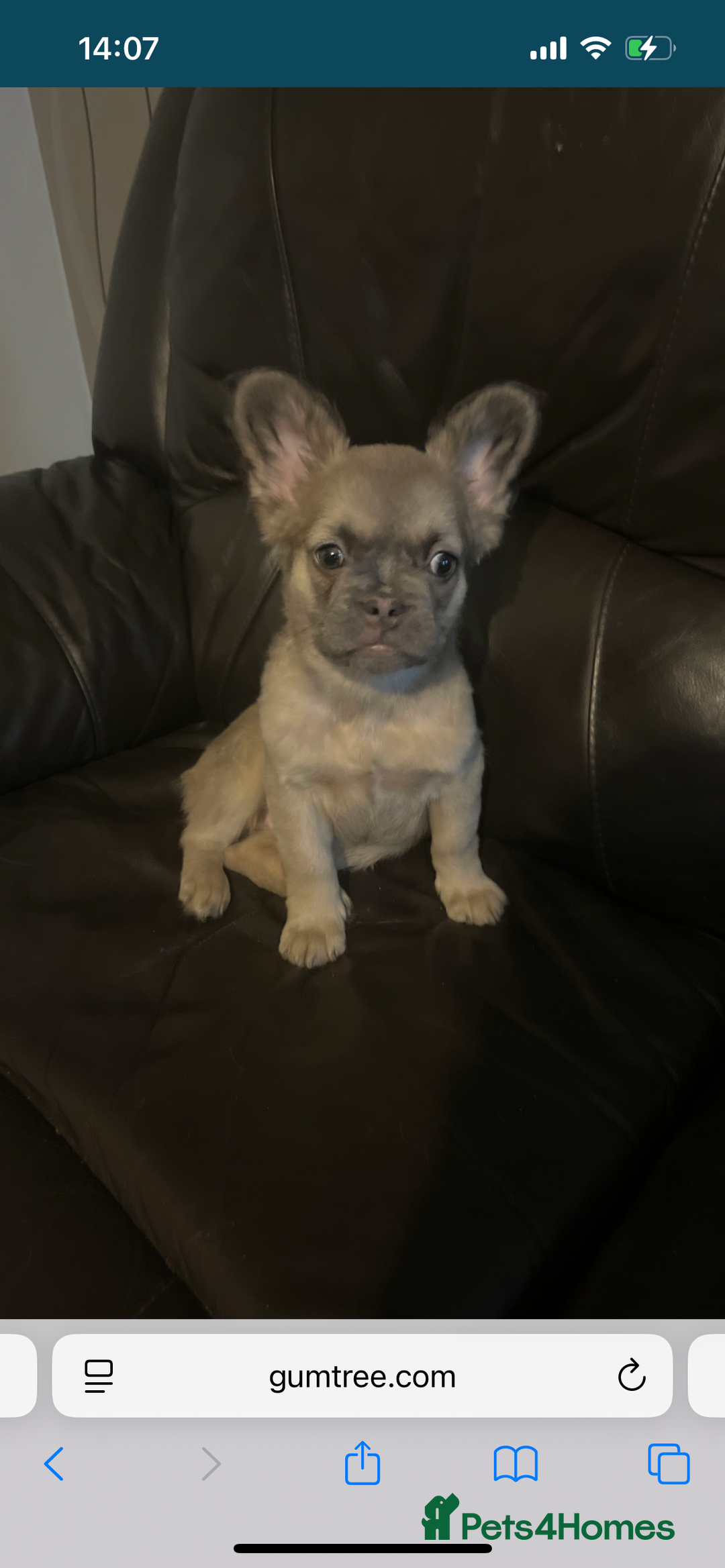 French Bulldog dogs for sale: Fluffy french bulldogs  - Image 1