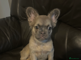 French Bulldog dogs - Advert 21