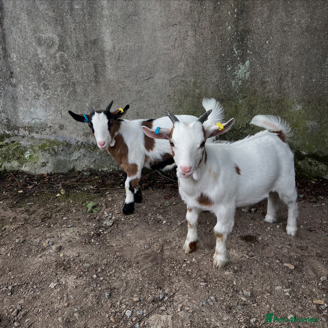 Goats livestock for sale: 2 Pygmy Wethers for sale - Image 2