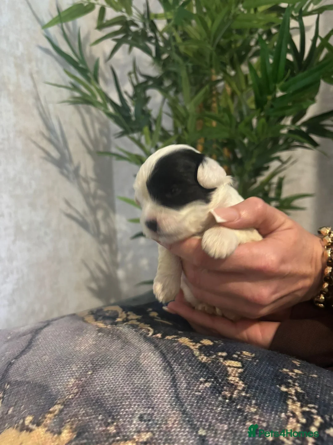Shihpoo dogs for sale: Shih tzu X miniature poodle puppies - Advert 6