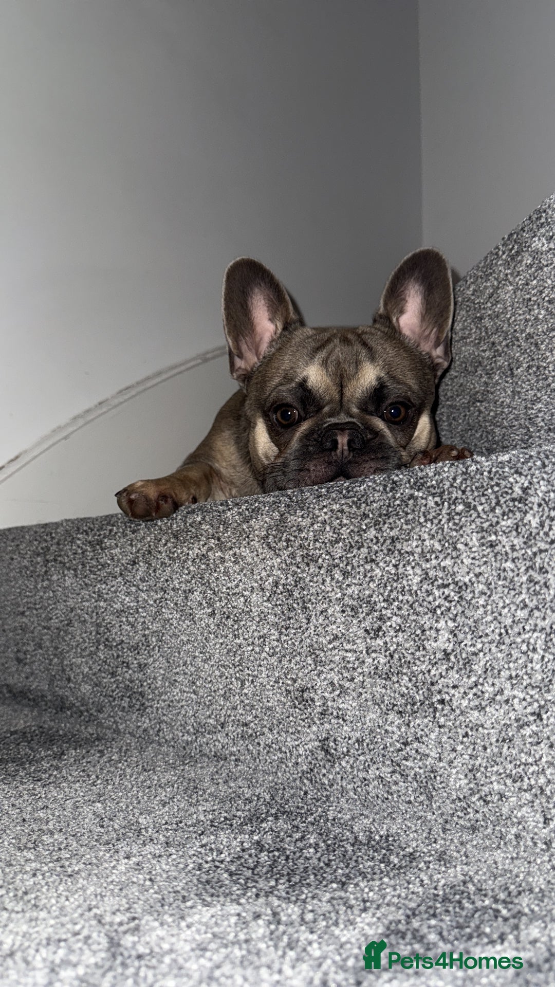 French Bulldog dogs for sale: 2 Male French Bulldogs - Advert 6