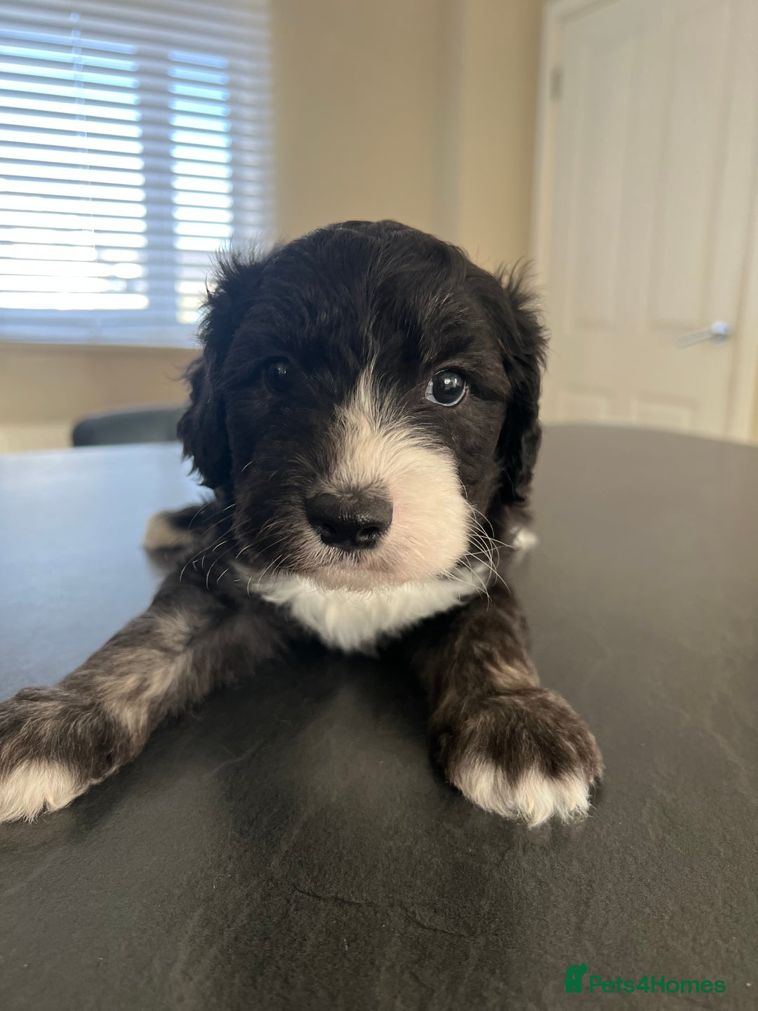 Mixed Breed dogs for sale: Only 2 left girl and boy Sheepadoodle - Advert 6