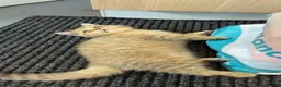 British Shorthair cats for sale: British Shorthair cats - Advert 15