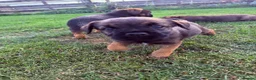Border Terrier dogs for sale: 🧡Fabulous KC SLEM Clear Border Terriers - Advert 10