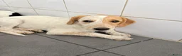Mixed Breed dogs for adoption: Heavenly Holly - Advert 5