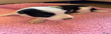 Border Collie Puppy 2