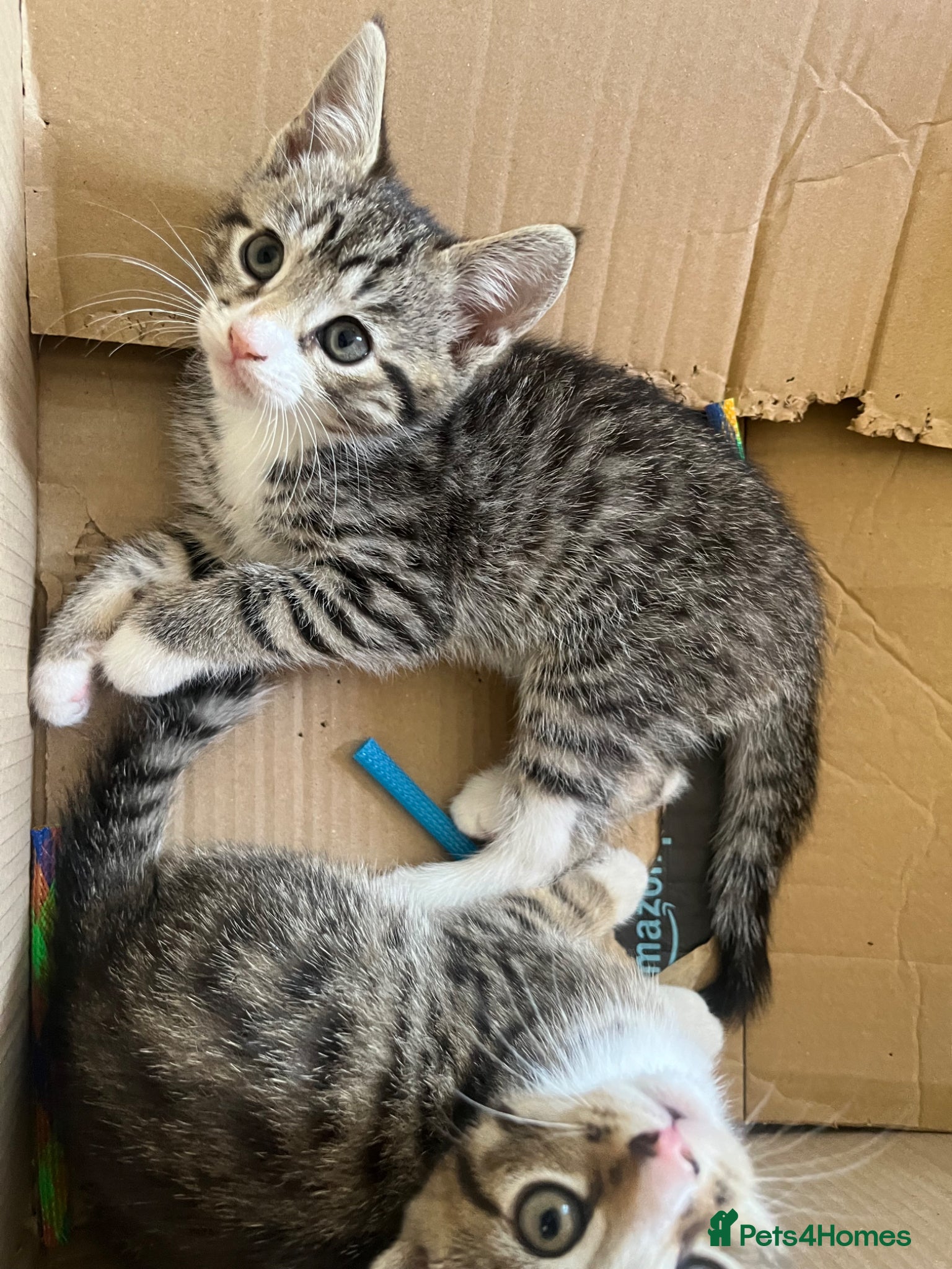 Mixed Breed cats Tabby’s  - Advert 2