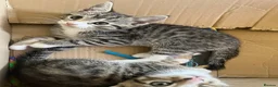 Mixed Breed cats for sale: Tabby’s  - Advert 2