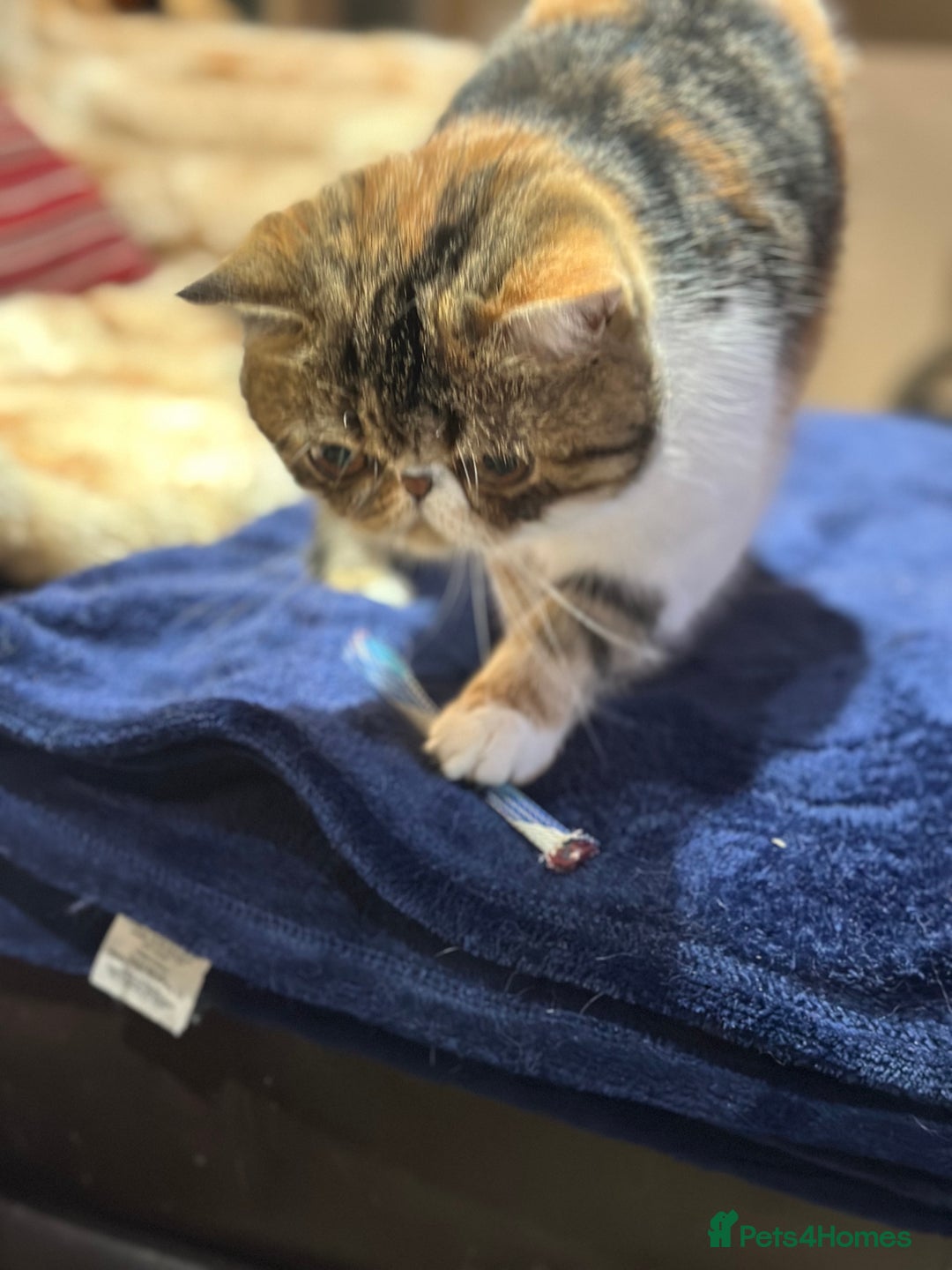 Exotic cats for sale: Exotic Shorthair female looking for her new home - Image 4