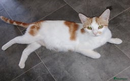 Domestic Shorthair cats for sale: Kitten & cat for sale - Image 6