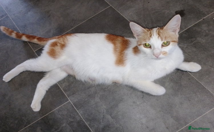 Domestic Shorthair cats - Advert 11
