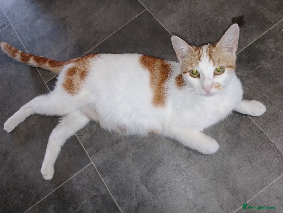 Domestic Shorthair cats for sale: Kitten & cat for sale - Image 6