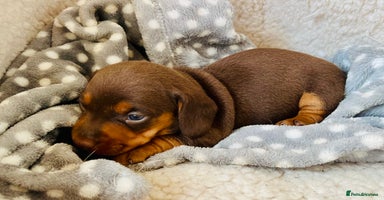 Miniature Dachshund dogs Kc Reg Chocolate & Tan Mini Smooth Dachshund Boy - Advert 7