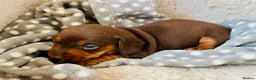 Miniature Dachshund dogs for sale: *READY NOW* PRA CLEAR Kc Reg Choc & Tan Mini Dachs - Advert 3