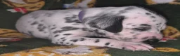 Mixed Breed dogs for sale: Dalmatian x Labrador puppies in Grimsby - Advert 15