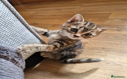 Mixed Breed cats for sale: Mixed breed kittens  - Image 7