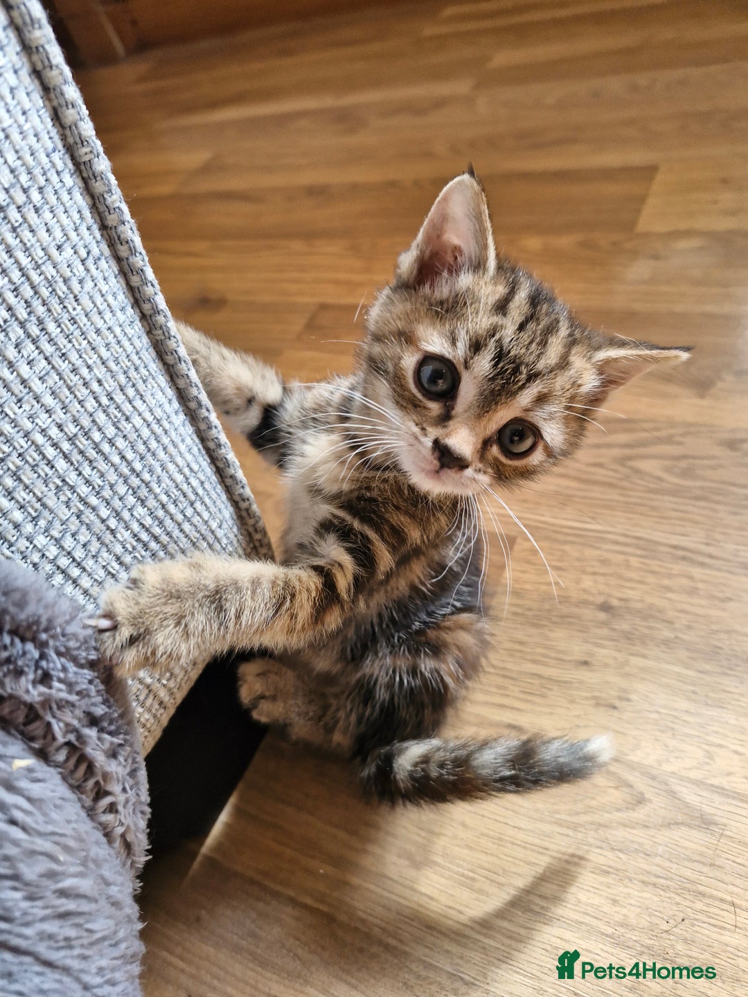 Mixed Breed cats for sale: Mixed breed kittens  - Image 7