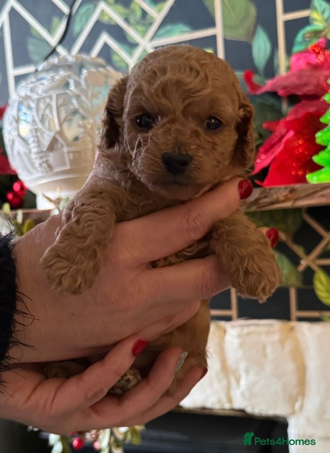 Doxiepoo dogs for sale: Stunning Doxipoo puppies  - Advert 23