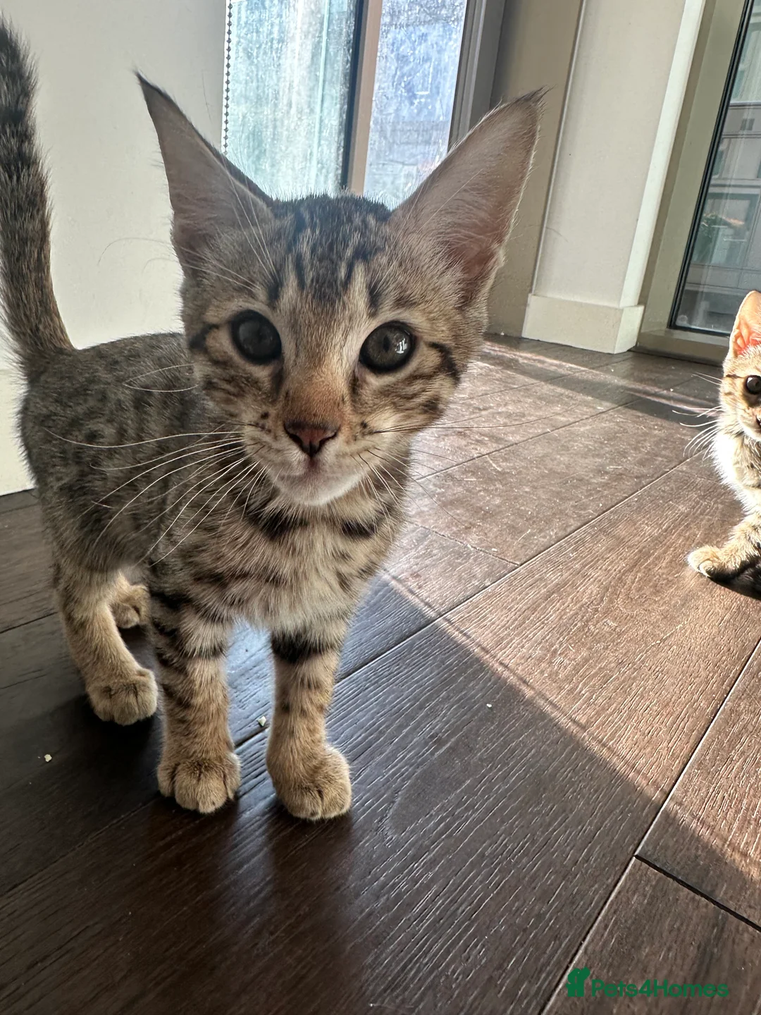 Bengal cats for sale: Sepia Bengal X Savannah kittens Extremely rare  - Advert 38