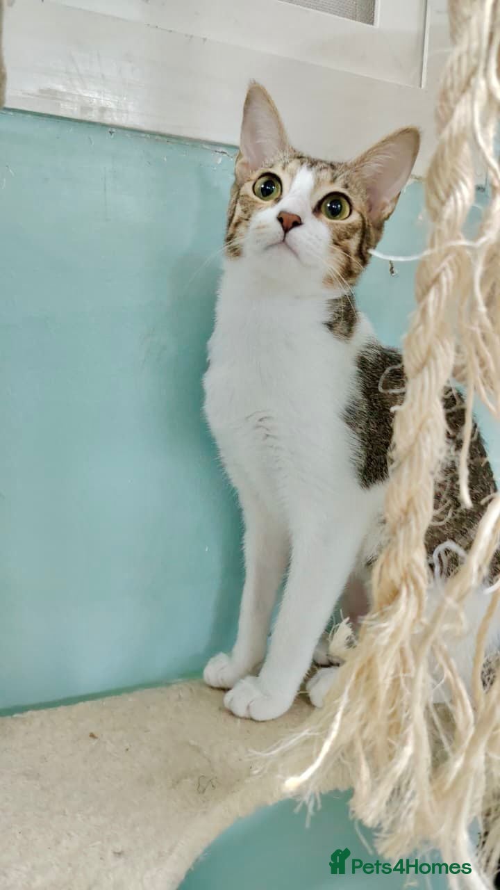 Mixed Breed cats [Indoors Only] Yuki & Suki - Adorable Siblings - Advert 1