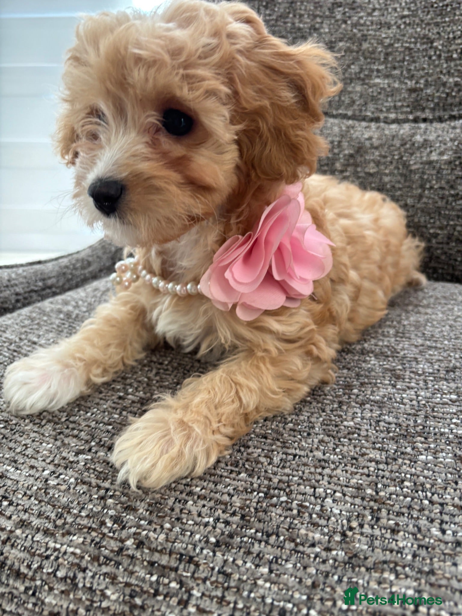 Cavapoochon dogs  Last Tiny Cavapoochon Girl  F1 first generation  - Advert 1