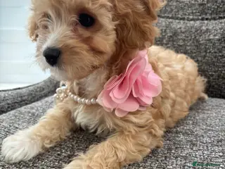 Cavapoochon dogs Last Tiny Cavapoochon Girl F1 first generation - Advert 2