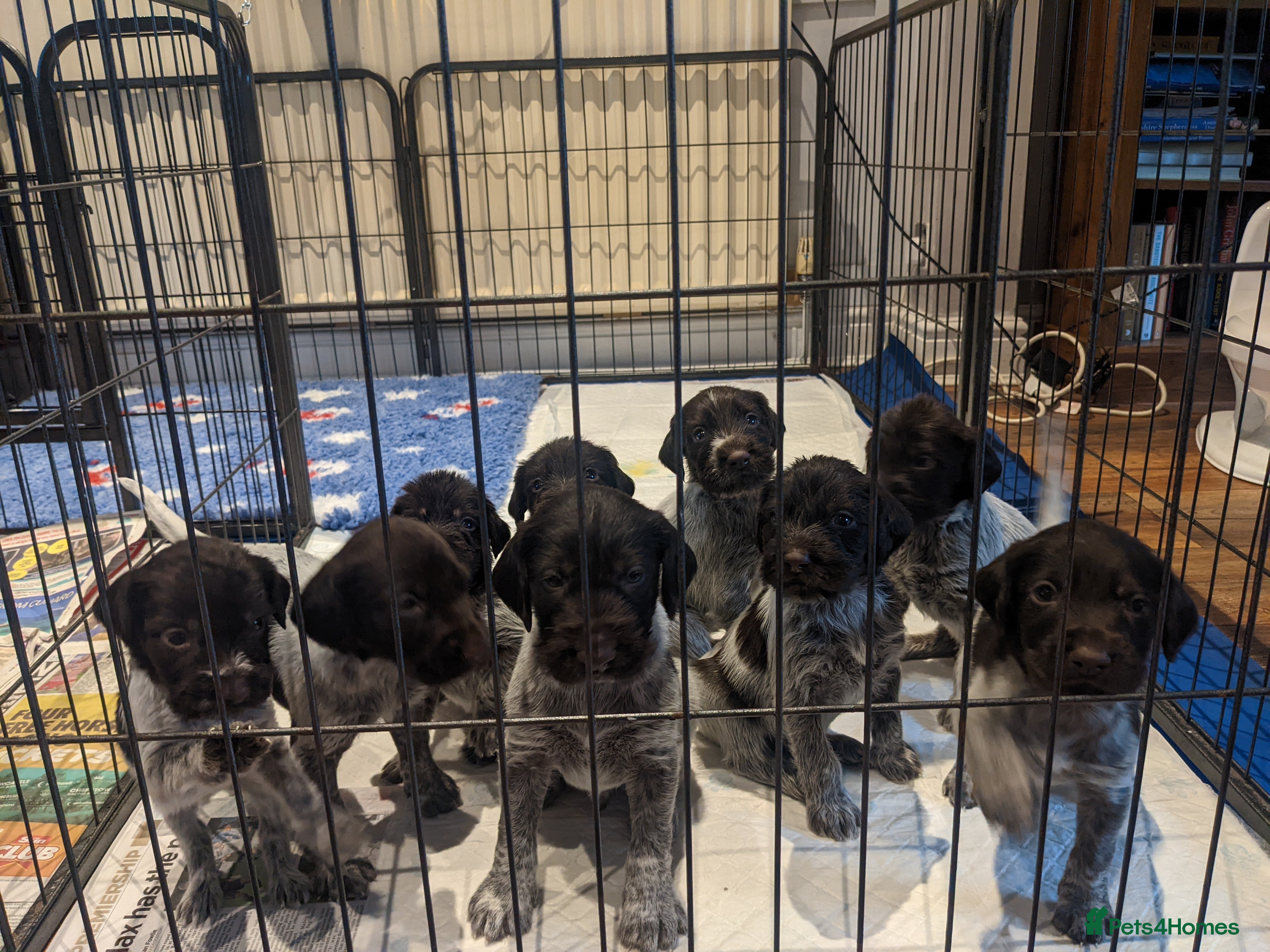 German Wirehaired Pointer dogs German Wirehaired pointer puppies  - Advert 7