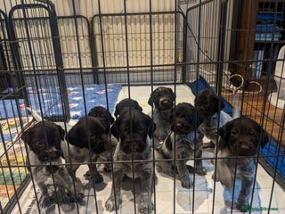 German Wirehaired Pointer dogs German Wirehaired pointer puppies - Advert 5